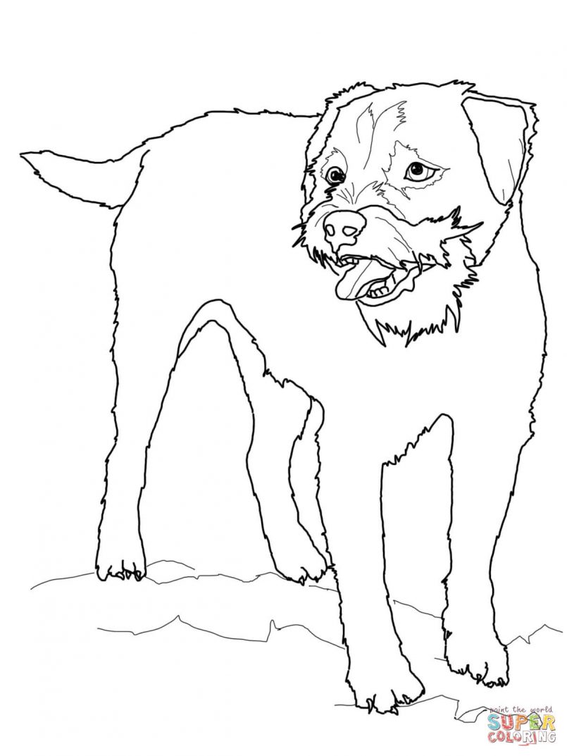 Coloring Boston Terrier Coloring Pages Plus Boston Terrier 805x1073 Coloring Boston Terrier Coloring Pages Plus Boston Terrier