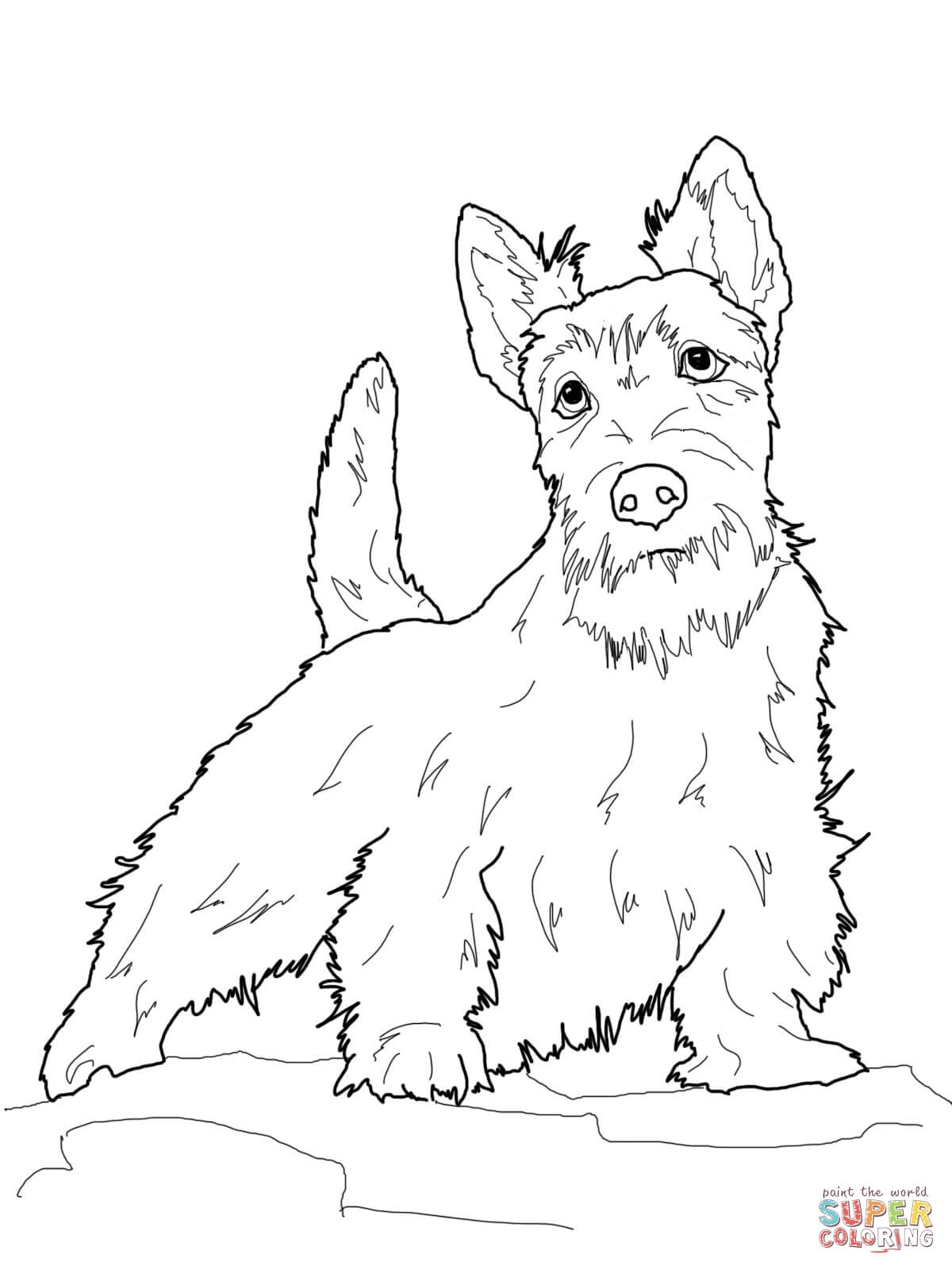 Scottish Terrier Coloring Pages To Print Coloring For Kids 2018 1200x1600 Scottish Terrier Coloring Pages To Print Coloring For Kids 2018