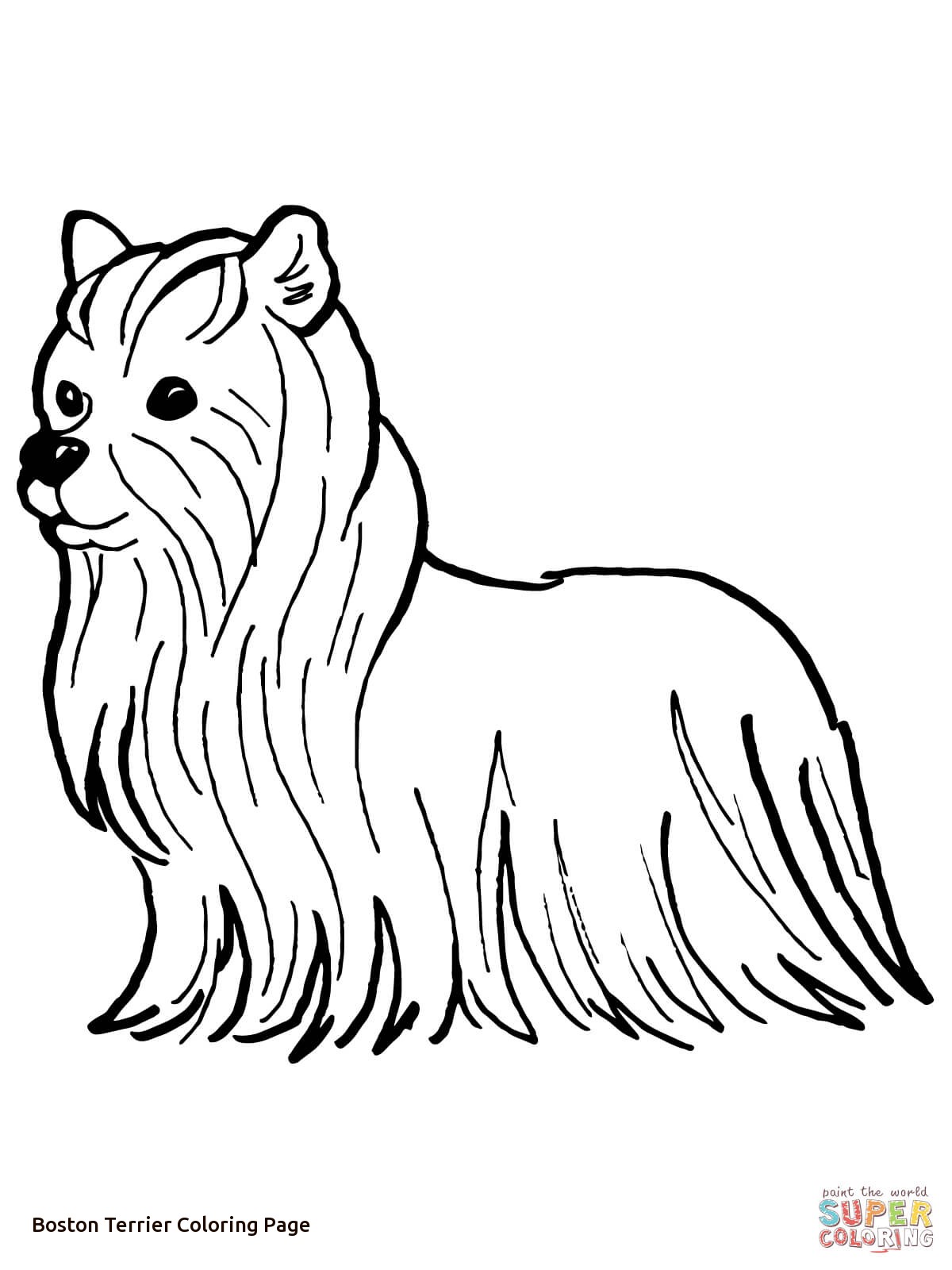 Yorkshire Terrier Coloring Page Of Boston Terrier Coloring Page 1200x1600 Yorkshire Terrier Coloring Page Of Boston Terrier Coloring Page