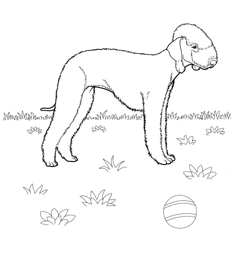 Boston Terrier Coloring Page 750x868 Boston Terrier Coloring Page