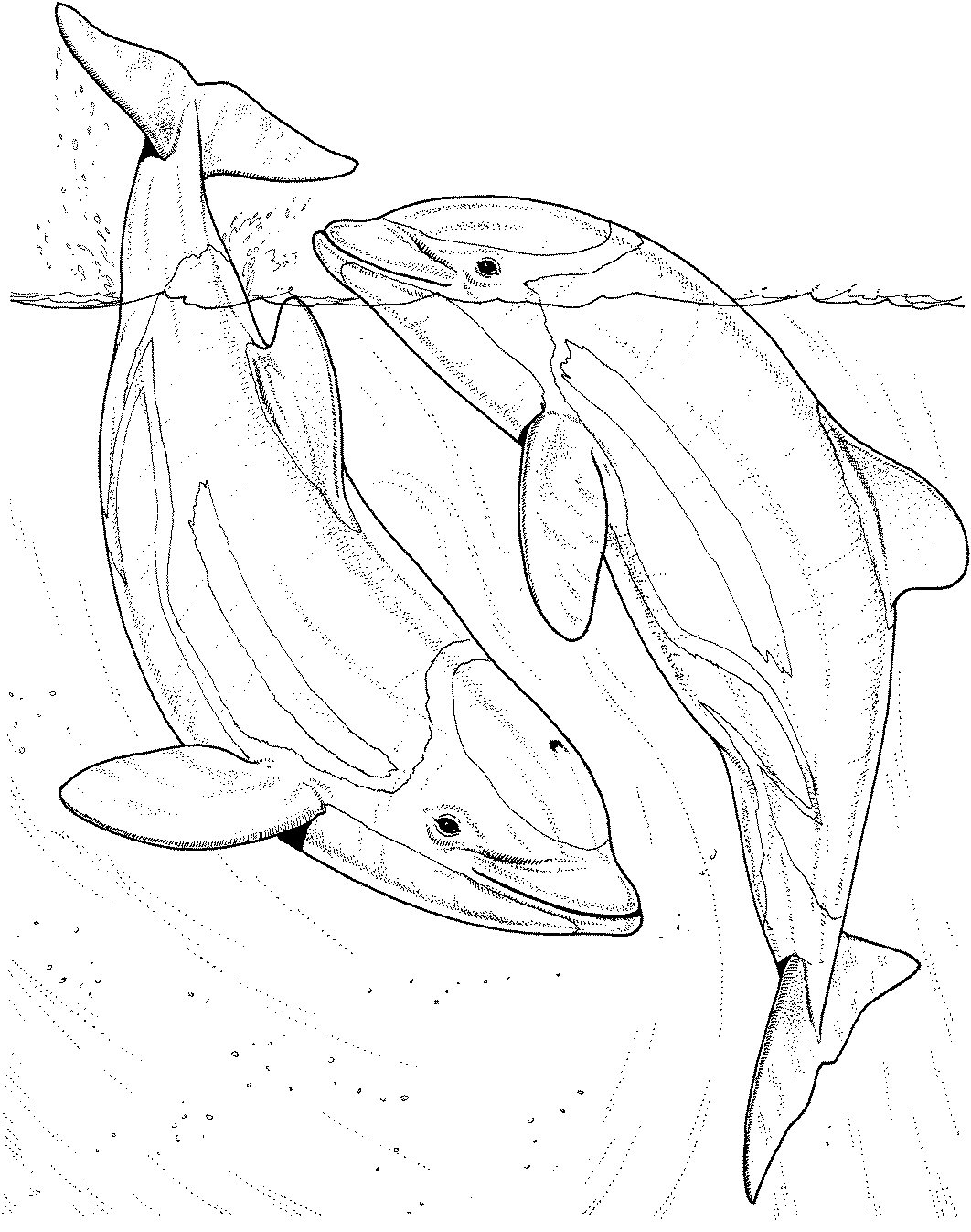 Dolphin Coloring Pages 1062x1347 Dolphin Coloring Pages