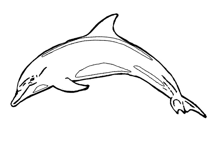 Dolphin Template 700x525 Dolphin Template