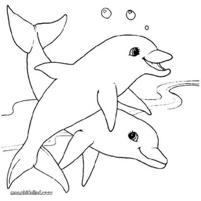 The Best Dolphin Coloring Sheets 816x816 The Best Dolphin Coloring Sheets