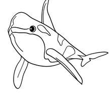 Bottlenose Dolphin Coloring Pages 220x220 Bottlenose Dolphin Coloring Pages
