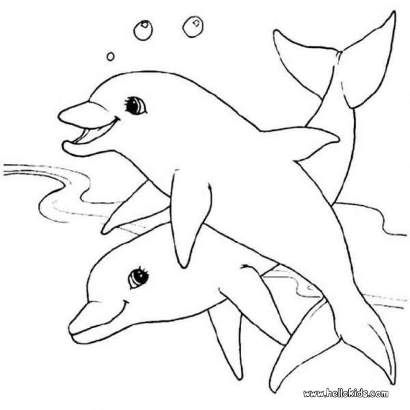 Dolphin Coloring Pages 816x816 Dolphin Coloring Pages