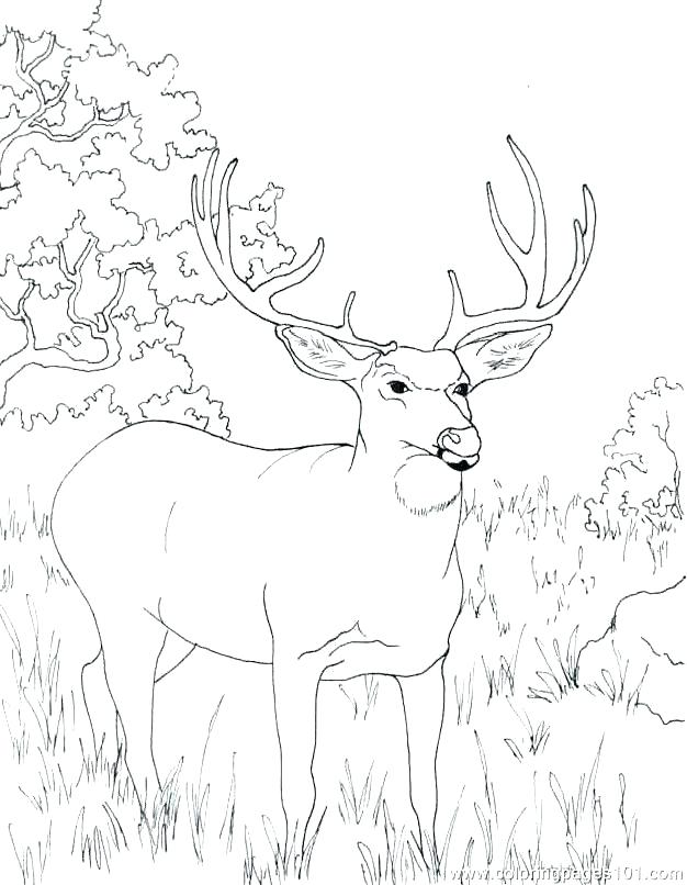 626x806 Free Deer Coloring Pages Deer Color Pages Deer Coloring Pictures