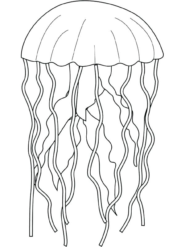 Jellyfish Coloring Page Fresh Jellyfish Coloring Page Print 600x800 Jellyfish Coloring Page Fresh Jellyfish Coloring Page Print