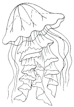 Jellyfish Coloring Page Jellyfish For Coloring Jellyfish Coloring 300x434 Jellyfish Coloring Page Jellyfish For Coloring Jellyfish Coloring