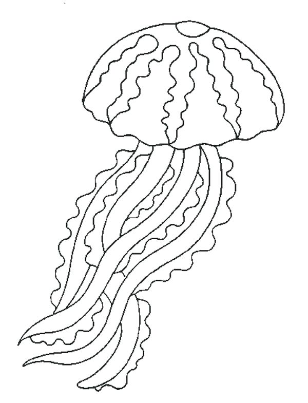 Jellyfish Coloring Page Jellyfish Jellyfish Coloring Box Jellyfish 600x785 Jellyfish Coloring Page Jellyfish Jellyfish Coloring Box Jellyfish