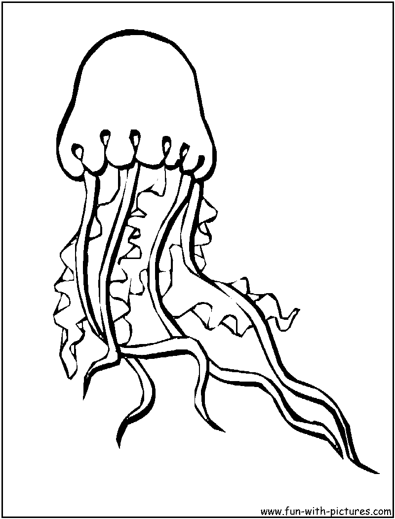 Jellyfish Coloring Pages 800x1050 Jellyfish Coloring Pages