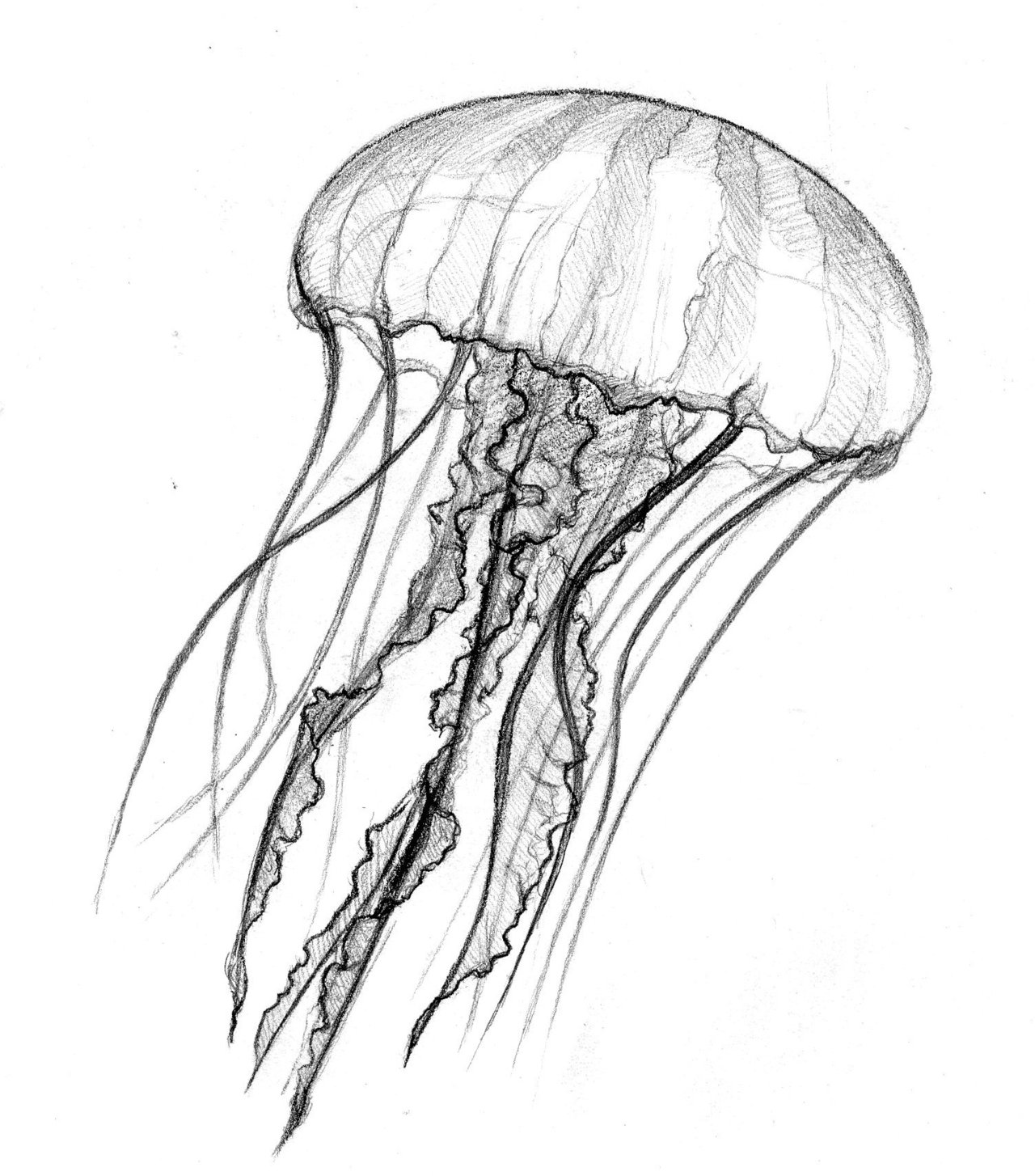 Jellyfish Drawing Sketch 1280x1454 Jellyfish Drawing Sketch