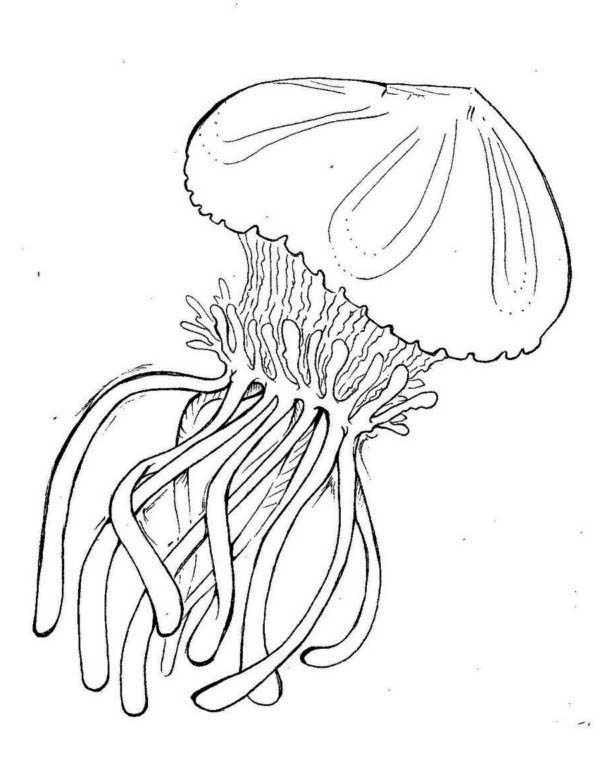 Box Jellyfish Coloring Page 600x758 Box Jellyfish Coloring Page
