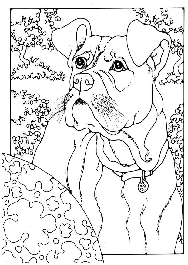 620x875 Coloring Page Boxer