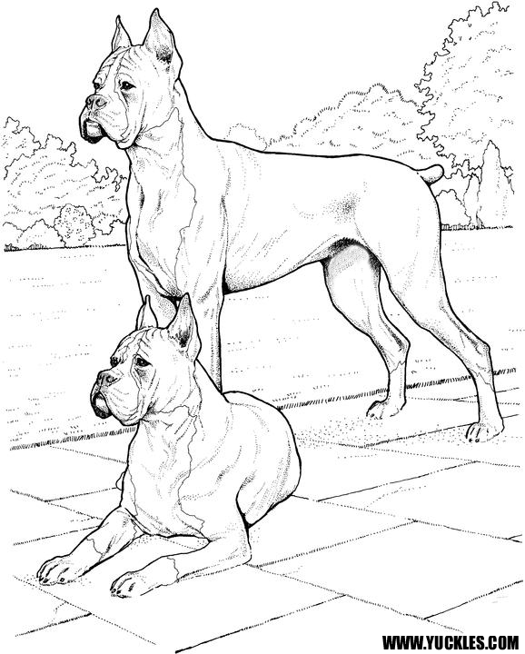 578x720 Boxer Coloring Page By Yuckles!