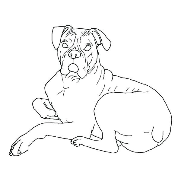 Boxer Puppy Coloring Pages Boxer Puppy Coloring Pages Coloring 600x600 Boxer Puppy Coloring Pages Boxer Puppy Coloring Pages Coloring