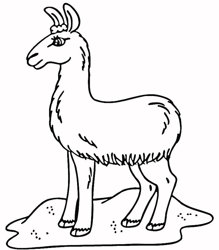 Llama Coloring Page Beautiful Printable Illustration Of A Coloring 750x854 Llama Coloring Page Beautiful Printable Illustration Of A Coloring