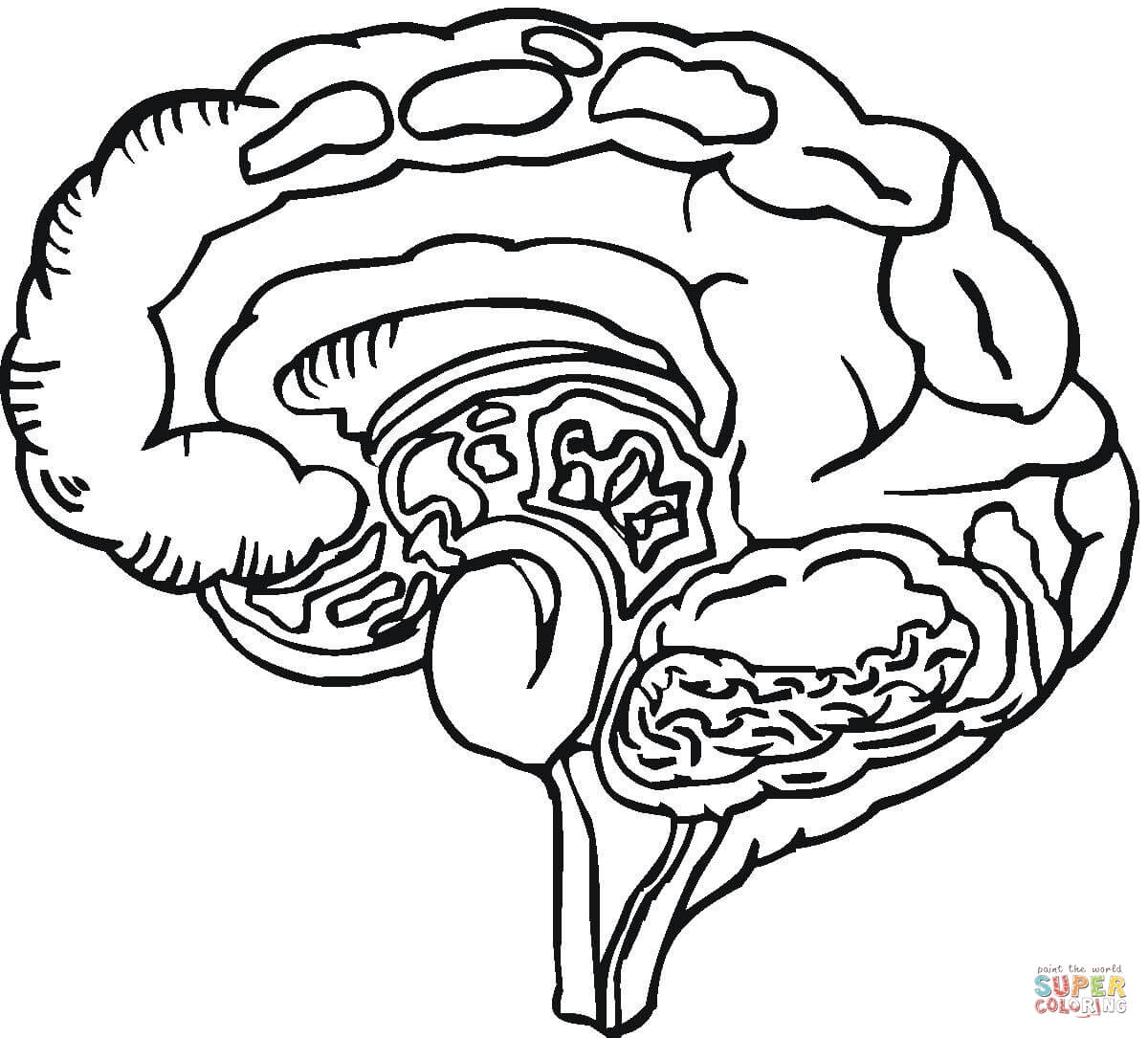 Amazing Of Incridible Brain Parts Coloring Pages With Bra 1200x1085 Amazing Of Incridible Brain Parts Coloring Pages With Bra