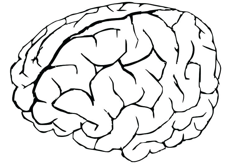 Brain Coloring Book As Well As Human Anatomy Coloring Book Human 744x527 Brain Coloring Book As Well As Human Anatomy Coloring Book Human