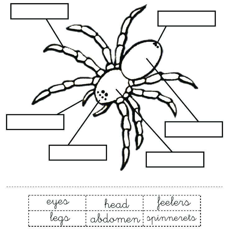 The Spider Coloring Ideas About Spider Crafts On B Spider 736x736 The Spider Coloring Ideas About Spider Crafts On B Spider