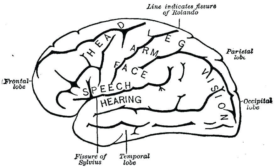Brain Coloring Sheet Brain Anatomy Coloring Pages Coloring Pages 878x533 Brain Coloring Sheet Brain Anatomy Coloring Pages Coloring Pages