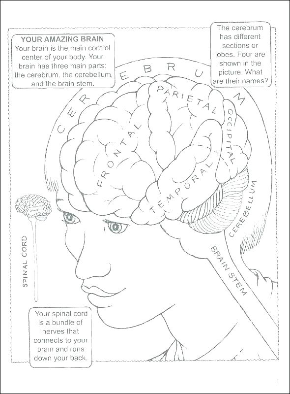 Coloring Pages Gallery Of Art Brain Anatomy Coloring Book 590x800 Coloring Pages Gallery Of Art Brain Anatomy Coloring Book