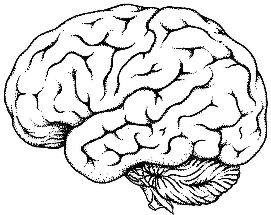 Human Brain Coloring Pages Images Of Photo Albums Brain Anatomy 1148x911 Human Brain Coloring Pages Images Of Photo Albums Brain Anatomy