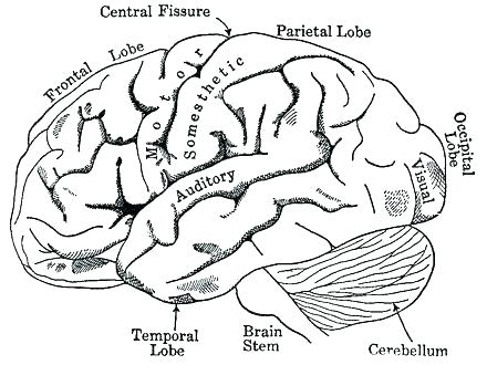 Anatomy Coloring Pages 440x330 Anatomy Coloring Pages