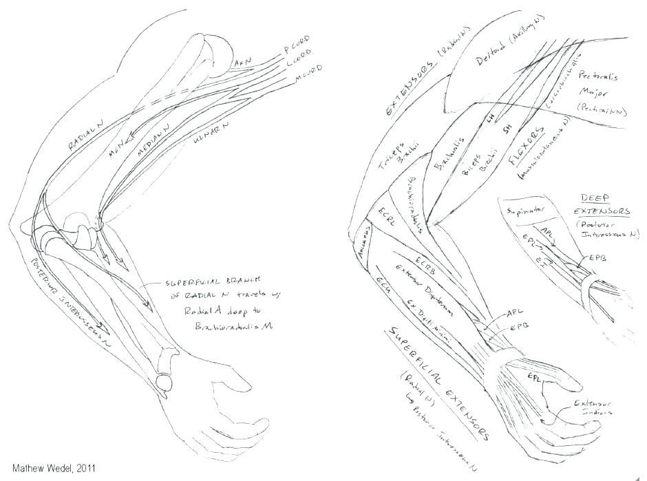 Brain Anatomy Coloring Pages Anatomy And Physiology Coloring Pages 940x699 Brain Anatomy Coloring Pages Anatomy And Physiology Coloring Pages