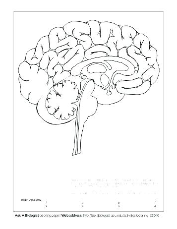 Brain Coloring Page
