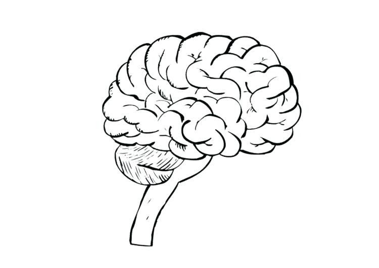 750x531 Coloring Page Of The Brain Coloring Page Brain Coloring Page Brain