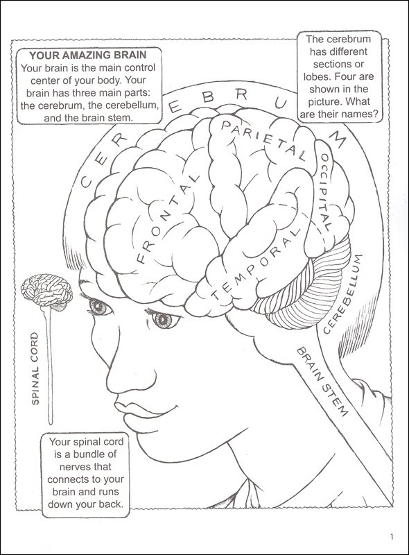 590x800 Coloring Pages. Human Brain Coloring Book