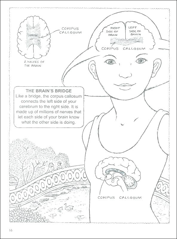 593x800 The Brain Coloring Sheet Brain Anatomy Coloring Pages Brain