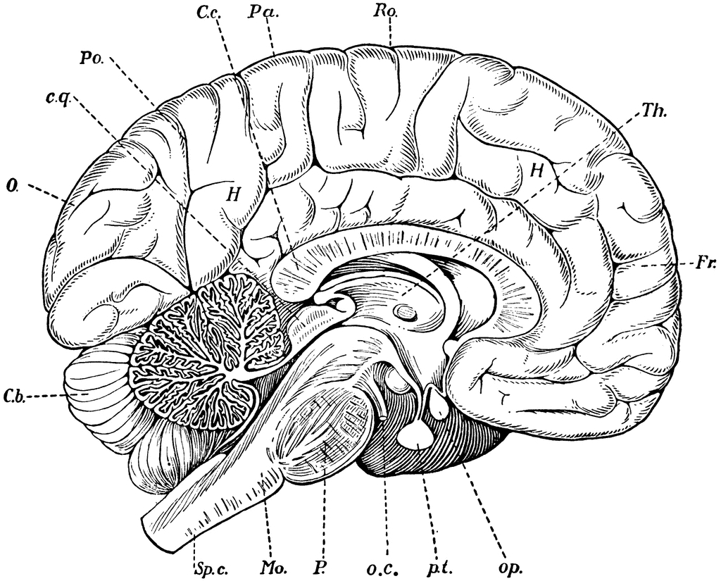 1024x825 Brain Coloring Page