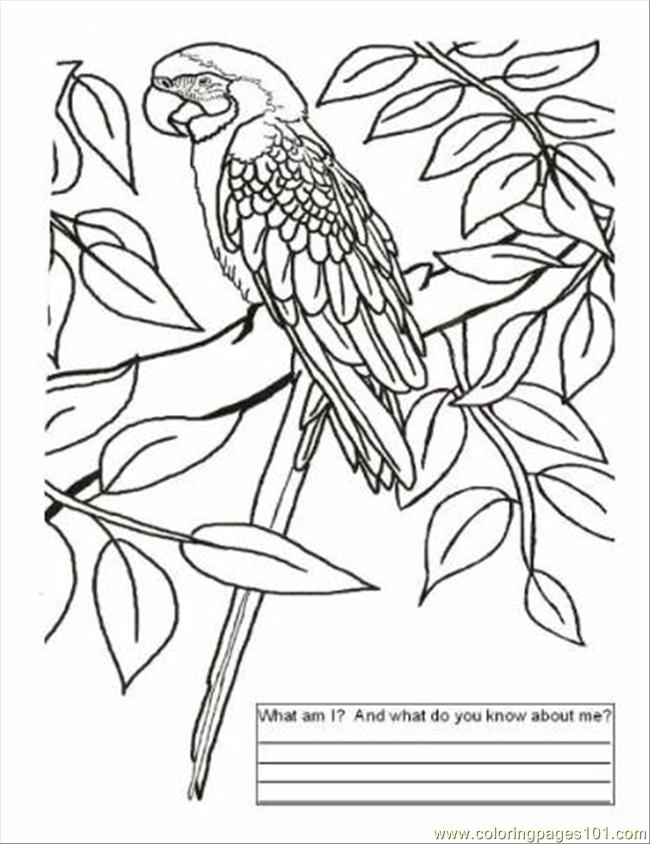 650x844 Brazil Color Page Coloring Page
