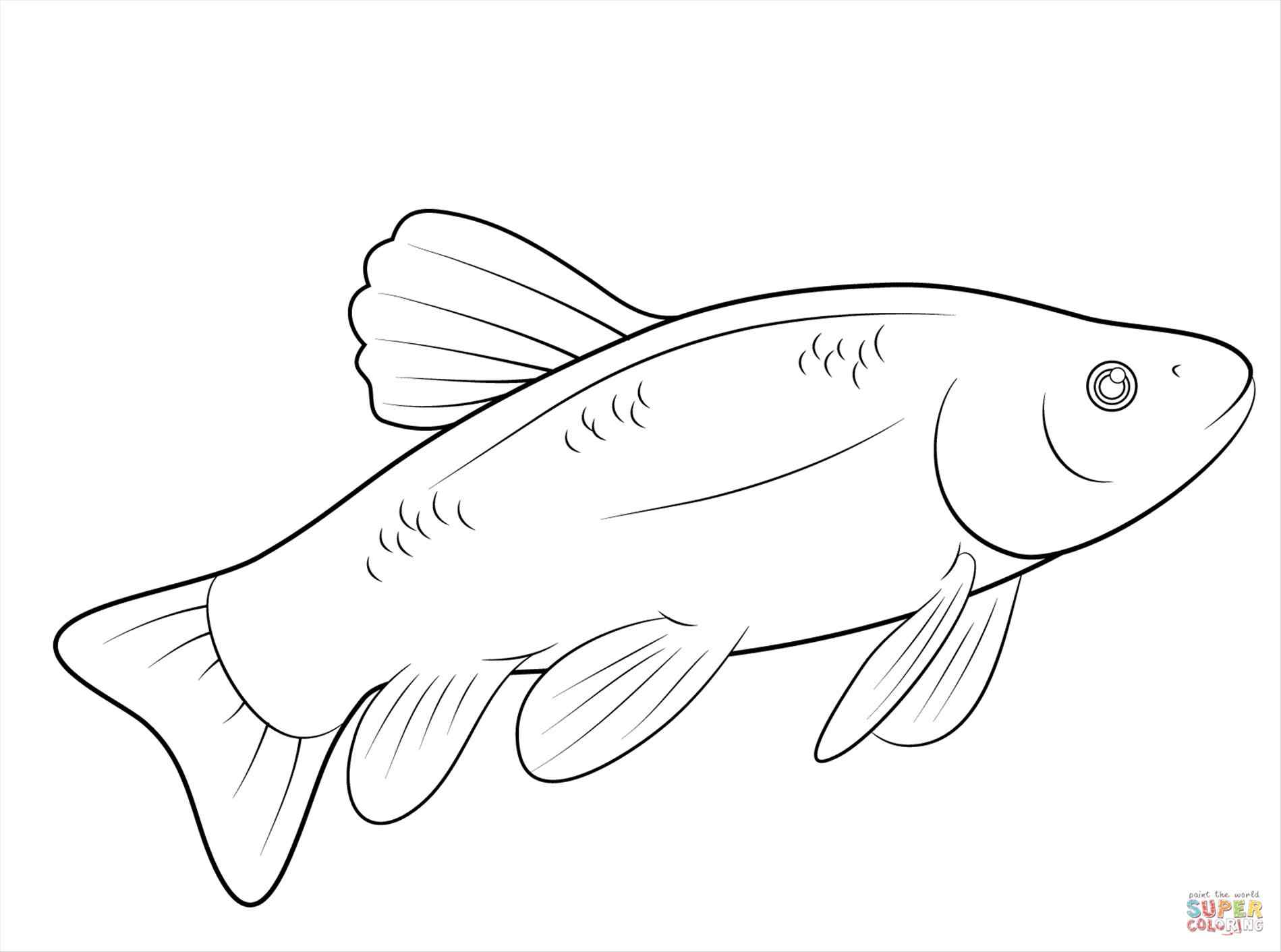 Inspiration Wonderful Cutthroat Trout Coloring Page Ideas Example 1899x1412 Inspiration Wonderful Cutthroat Trout Coloring Page Ideas Example