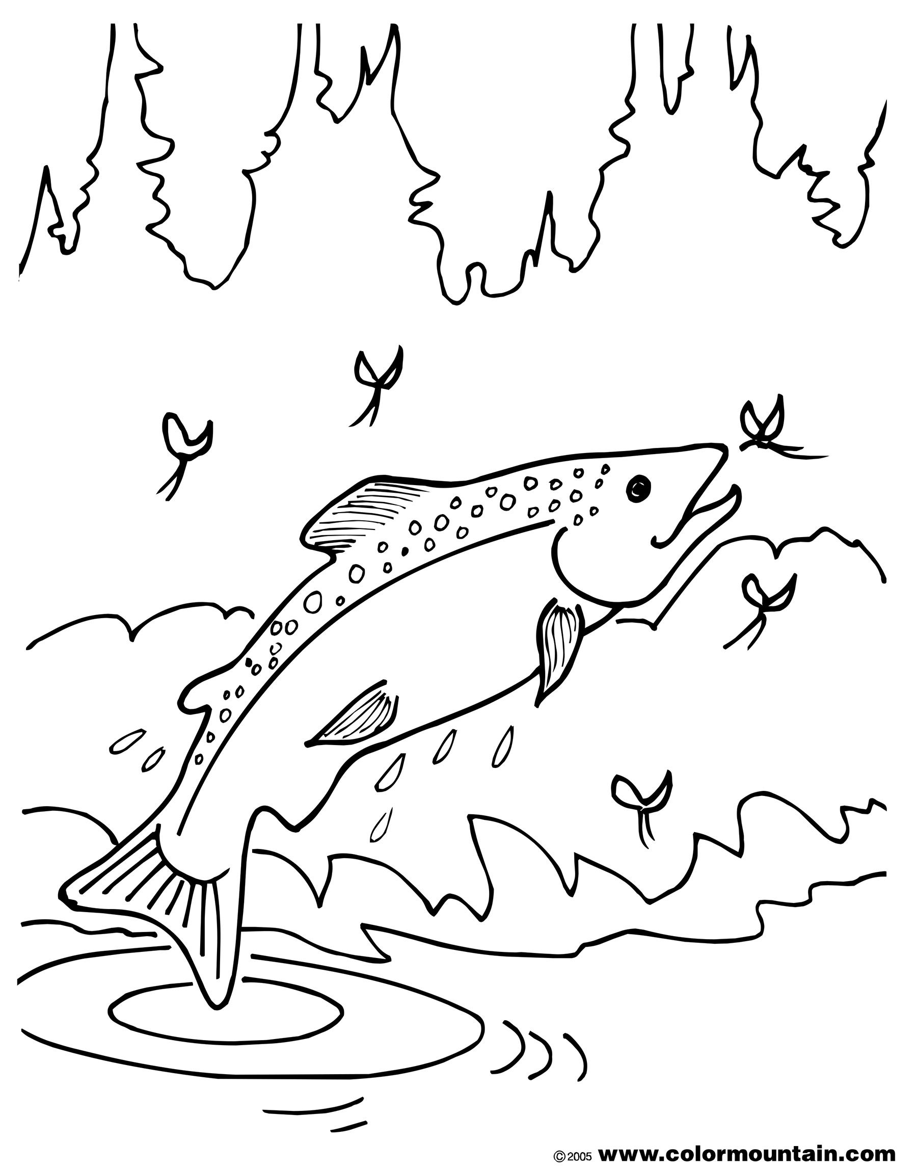 Brook Trout Coloring Page Paint Animals Birds Fish Bugs Rainbow 1800x2294 Brook Trout Coloring Page Paint Animals Birds Fish Bugs Rainbow