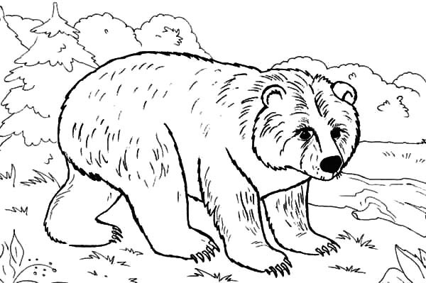 Brown Bear In The Jungle Coloring Pages Best Place To Color 600x399 Brown Bear In The Jungle Coloring Pages Best Place To Color