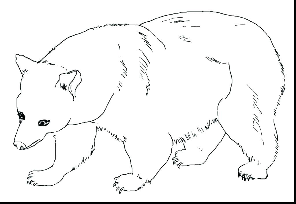 1024x706 Bear Coloring Page Brown Bear Coloring Page Big Brown Bear