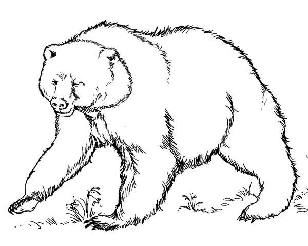 600x479 Brown Bear Coloring Sheet Free To Download Brown Bear Coloring