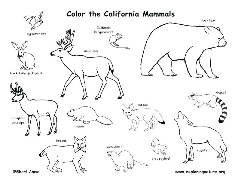 Rainforest Animal Coloring Pages Forest Animals Coloring Pages 792x612 Rainforest Animal Coloring Pages Forest Animals Coloring Pages