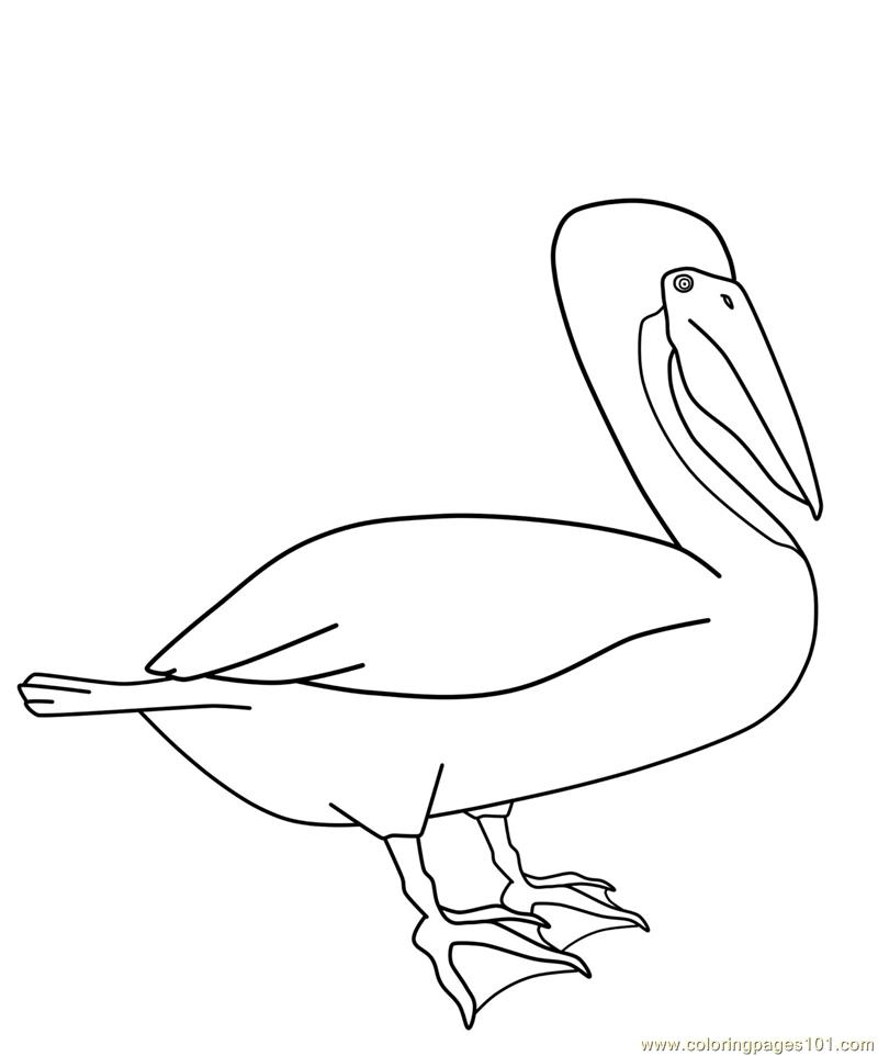 Eastern Brown Pelican Coloring Page 800x962 Eastern Brown Pelican Coloring Page