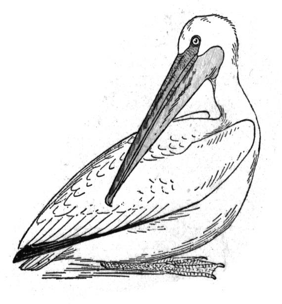 Free Pelican Coloring Pages 570x615 Free Pelican Coloring Pages