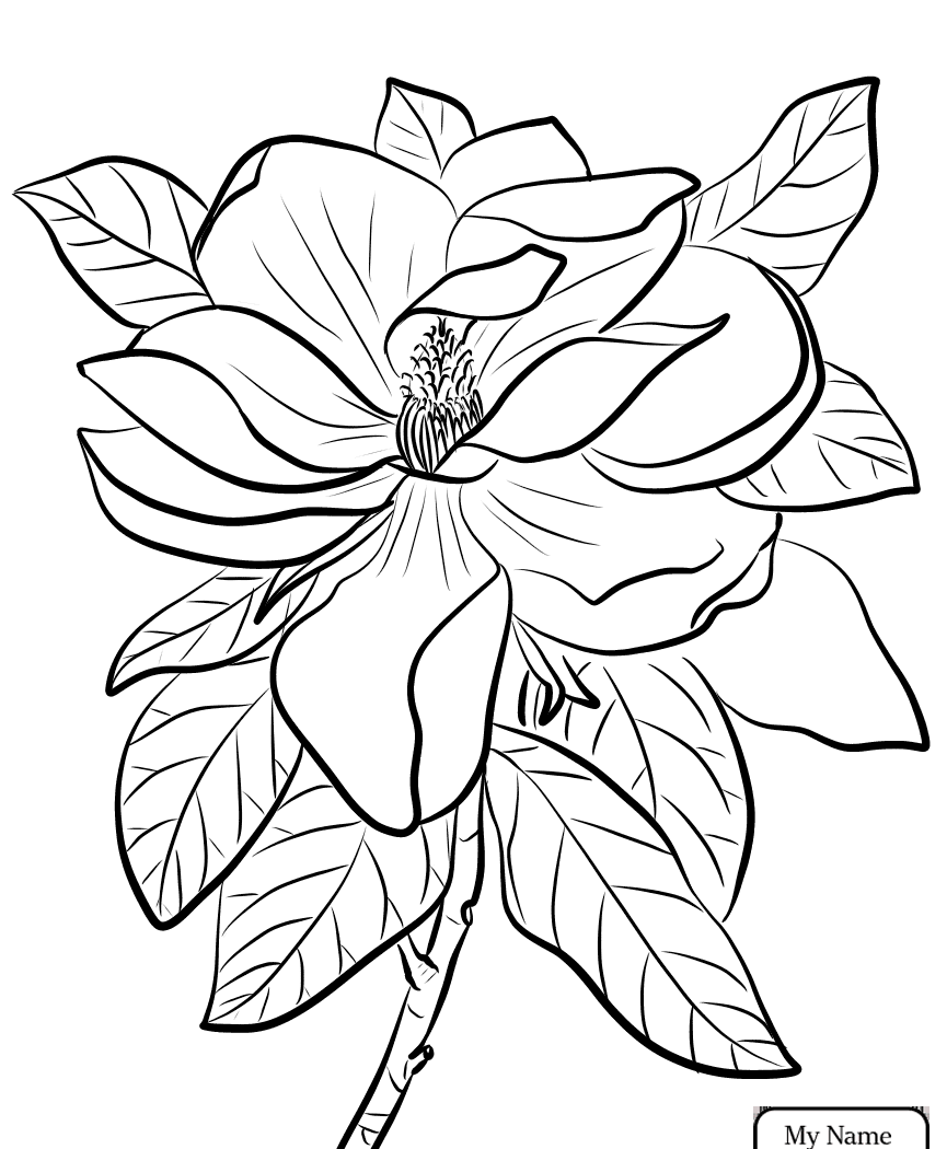 Louisiana State Bird And Flower Coloring Page 865x1050 Louisiana State Bird And Flower Coloring Page