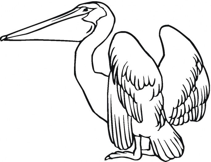 Pelican Coloring Page Crafts And Other Ideas Craft 684x525 Pelican Coloring Page Crafts And Other Ideas Craft