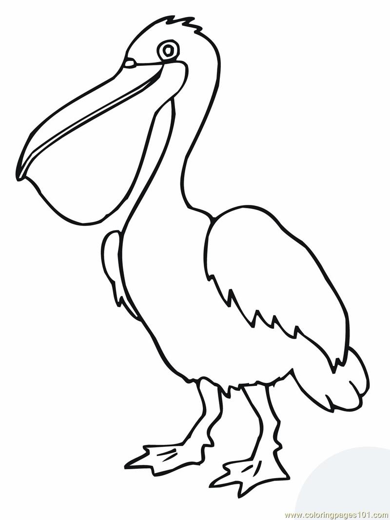Free Printable Coloring Page Pelican Bird Birds Gt Pelican 800x1066 Free Printable Coloring Page Pelican Bird Birds Gt Pelican