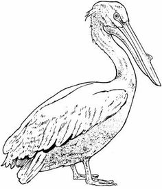 Pelican Coloring Page Coloring Pages Bird, Mosaics 236x276 Pelican Coloring Page Coloring Pages Bird, Mosaics