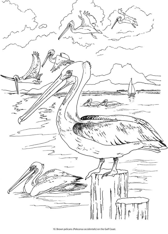 Creative Haven Beautiful Birds Coloring Book Sample Page 2 Welcome 650x907 Creative Haven Beautiful Birds Coloring Book Sample Page 2 Welcome