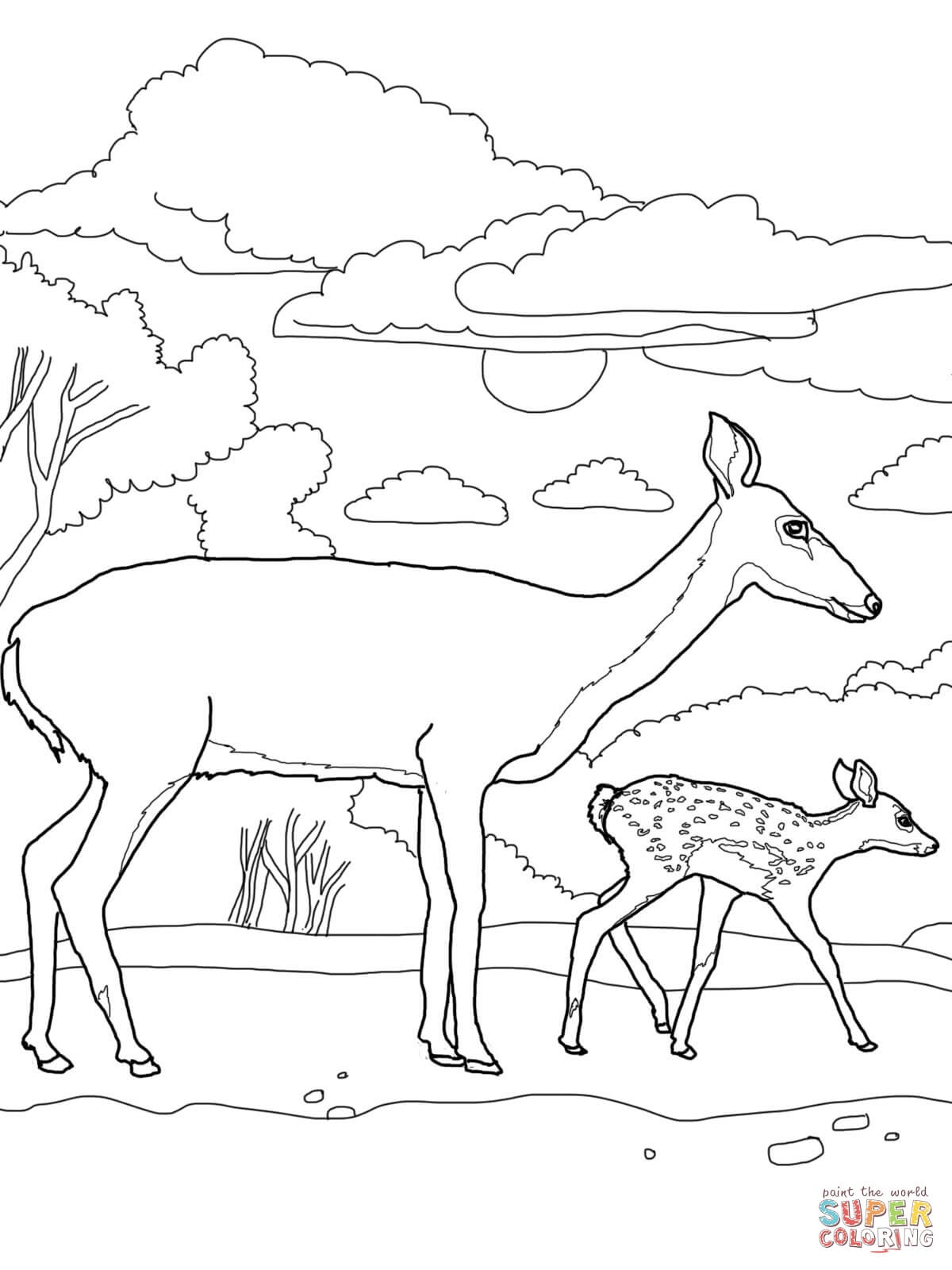 1200x1600 Deer Coloring Pages Inspirational White Tail Deer Baby And Mother