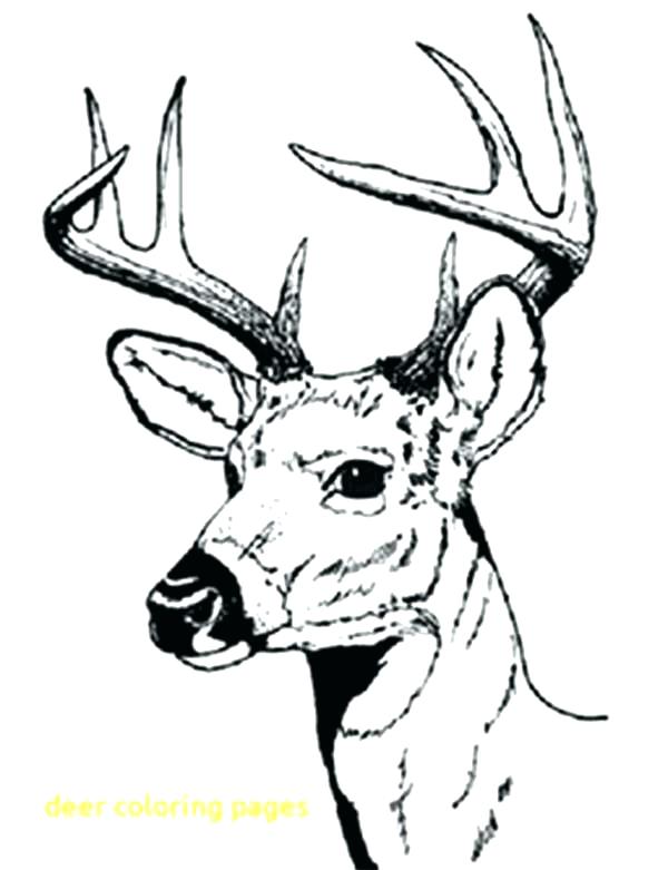 600x781 Deer Hunting Coloring Pages Deer Coloring Pages Baby Hunting