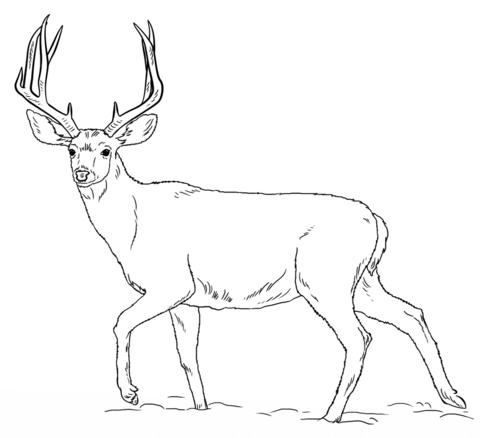 480x438 Mule Deer Buck Coloring Page Mule Deer Category. Select
